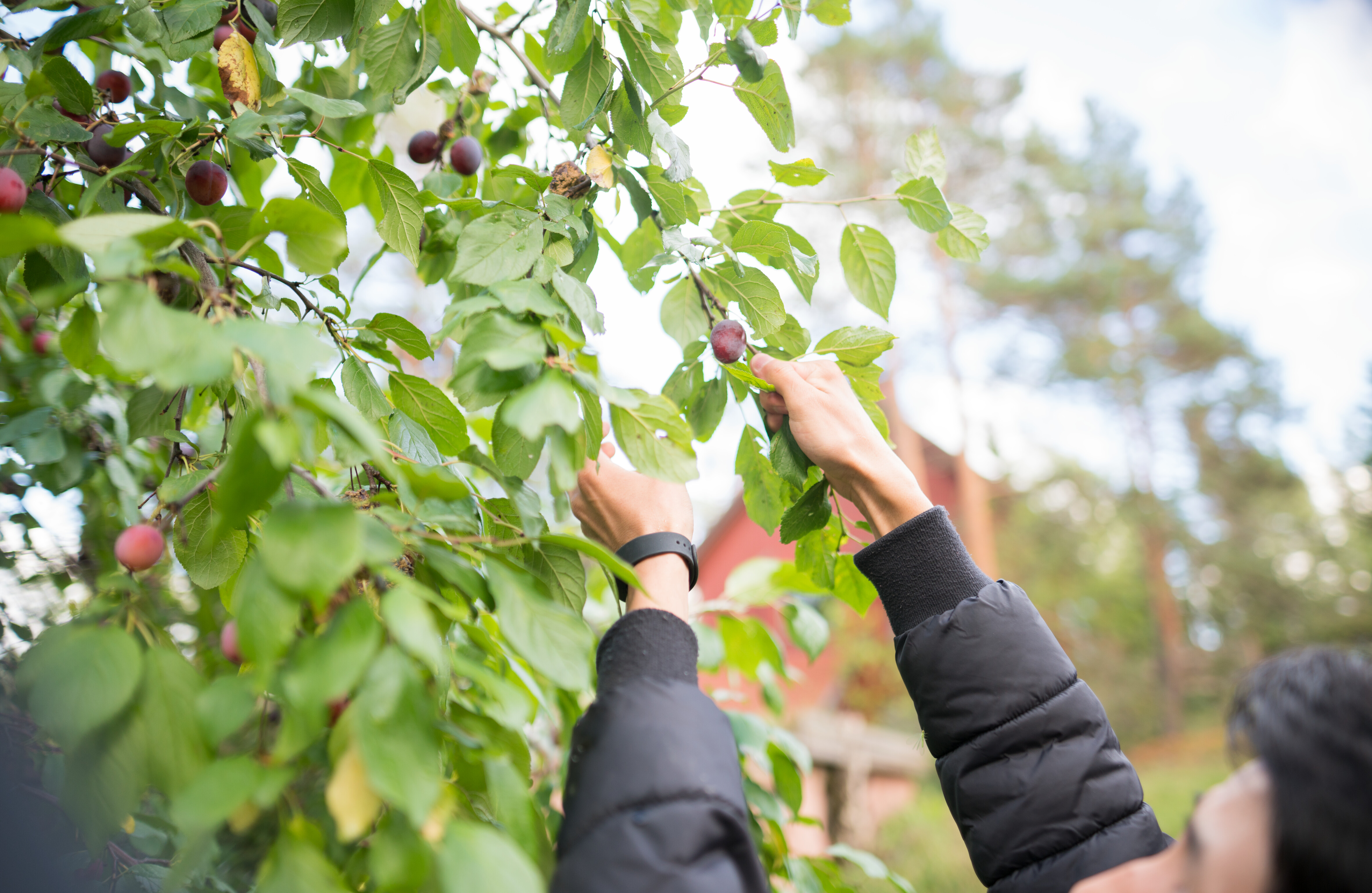Henkilö poimii hedelmiä puusta kirkkaassa ulkoilmassa, osittain näkyvillä vihreitä lehtiä ja sinitaivasta.