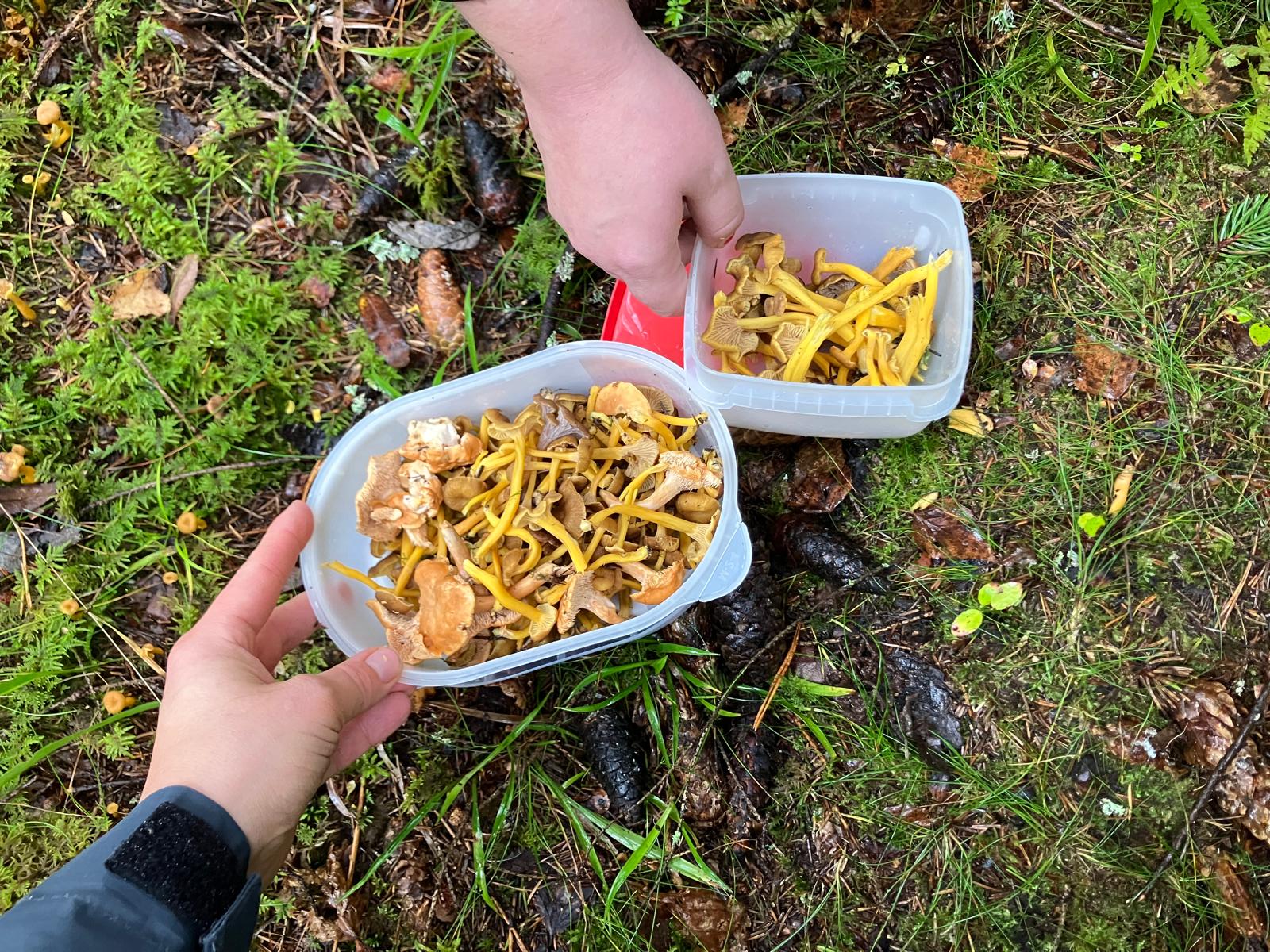 Kädet pitelevät kulhoja, joihin on poimittu sieniä.