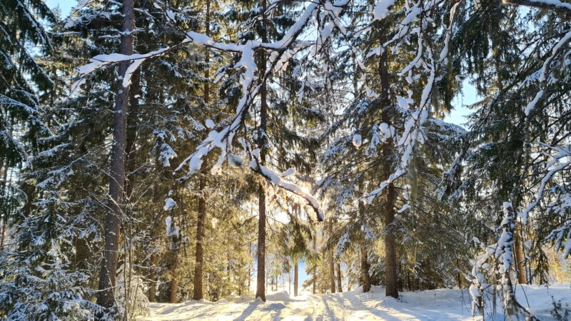 Luminen metsämaisema, puiden takan näkyy auringon valoa